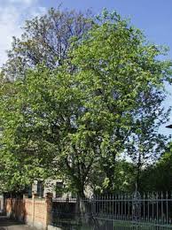 Ulme — (ulmus l.), rüster, pflanzengattg. Ulmus Carpinifolia Feld Ulme Gunstig Kaufen