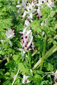 Image result for Fumaria