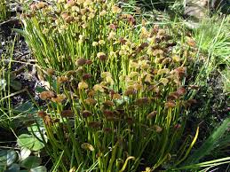 Image result for Schizaea pectinata