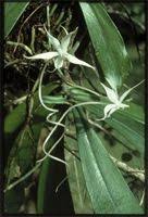 Image result for Achyrospermum schimperi