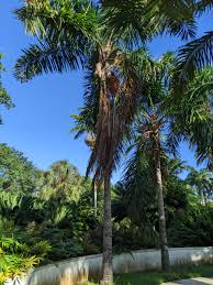 Image result for Syagrus