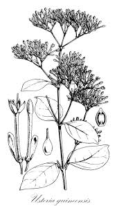 Image result for Usteria guineensis