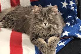 Consider a small pet for that's more affordable and requires less care but is still playful and affectionate. For Pet S Sake Veterinary Center Glens Falls Ny
