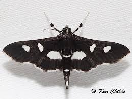 Image result for Disperis sp. nov. aff. macowanii