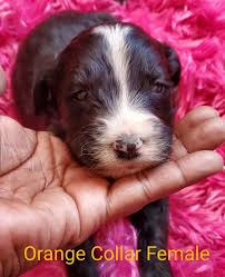 Akc pomeranian puppies 2 chocolate males 1 black male Phoenix Puppy Palace Home Facebook