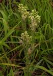 Image result for Eschenbachia stricta