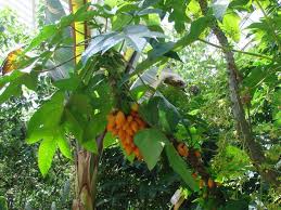 Image result for Vasconcellea pubescens