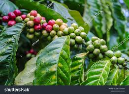 Image result for Coffea sp. A