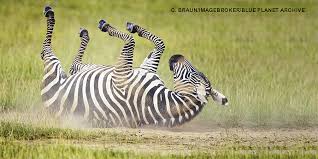 Image result for zebra