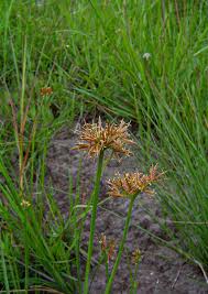 Image result for Cyperus denudatus