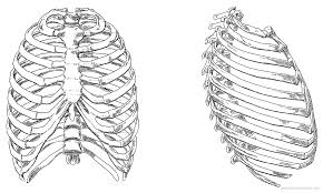 There are twelve (12) pairs of ribs and all. Blueprints Humans Anatomy Rib Cage Anatomical Tattoos Ribcage Tattoo Human Rib Cage
