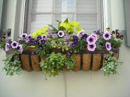 The flowers in this window box pop against the black wood shutters. Flowers For Window Boxes Sun And Shade Loving Plants The Old Farmer S Almanac