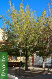 Image result for Haplocoelum