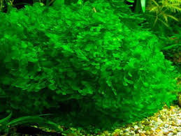 Image result for Lomariopsis rossii