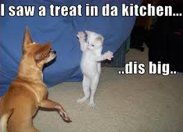 From the navigation bar you can choose the. Cute Animals With Captions Funny Animals By Eagleeyes A My Opera Slideshow Fit For Fun