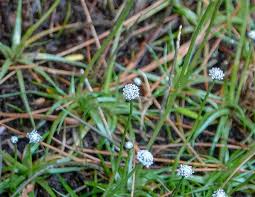 Image result for Eriocaulon