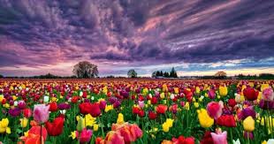 If there is a picture that violates the rules or you want to give criticism and suggestions about lale şekiller sorğusuna uyğun. A Dan Z Ye Cicek Isimleri Listesi Cicek Bakimi Cicek Cesitleri Cicek Turleri Cicek Isimleri