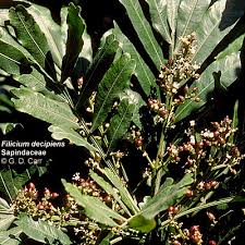 Image result for Filicium decipiens