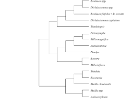 Image result for Centrostigma occultans