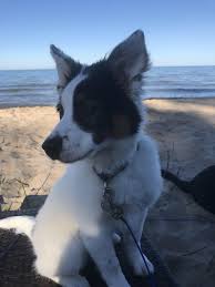 Maybe you would like to learn more about one of these? My 4 1 2 Old Aussie Border Collie Texas Heeler Mix Australianshepherd