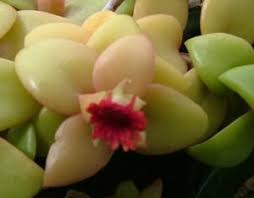 Image result for Delosperma tradescantioides