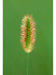 Image result for Setaria parviflora