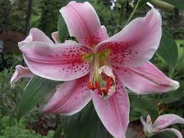 Lilium Casablanca Flower Meaning Celebration Oriental Lily Flower Meanings Night Blooming Flowers