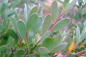 Image result for Leptospermum laevigatum