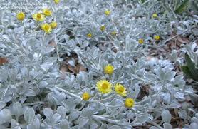Image result for Helichrysum moorei