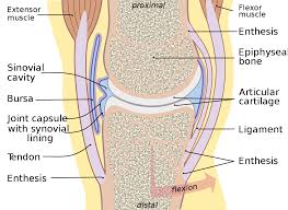 Temporary use of a walking cane or other device will help relieve pressure on the affected area. Synovial Bursa Wikipedia