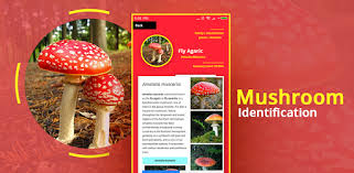 Check spelling or type a new query. Mushroom Identification On Windows Pc Download Free 1 0 Com Mushroomidentification Mushroomidentifier