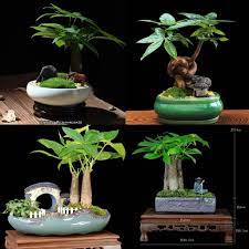 Money tree bonsai feng shui. Bonsai Lucky Money Plant Pachira Fengshui Plants Good Luck Plants Furniture Home Living Gardening Plants Seeds On Carousell