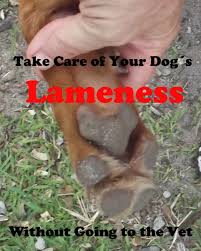 How often you take your dog to the vet depends on your dog's life stage and general health. How To Find Out Why Your Dog Is Limping Without Going To The Vet Pethelpful