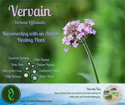 Сделайте заказ на портале моё здоровье и копите бонусные баллы. Vervain Verbena A Forgotten Medicinal Herb Healthy Hildegard