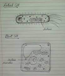 Check spelling or type a new query. Draw Outline Diagram Of A Bacteria Cell And Plant Cell Label Only The Parts Which Carry Hereditary Brainly In