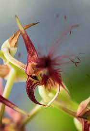 Image result for Bulbophyllum burttii