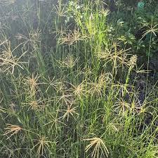 Image result for Chloris gayana