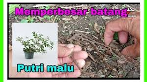 Uji Coba Menjadikan Batang Bonsai Putri Malu Bisa Besar Youtube