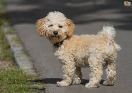 Maybe you would like to learn more about one of these? Cavapoo Dog Breed Facts Highlights Buying Advice Pets4homes