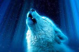 Wolf hd wallpapers wolves new tab theme. Download 2560x1700 White Wolf Howl Majestic Wallpapers For Chromebook Pixel Wallpapermaiden