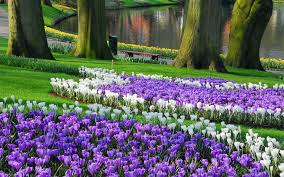 Keukenhof Largest Garden Wallpaper Travel Hd Wallpapers Flower Garden Garden Vines Easy Garden