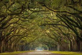 Comfort inn, located in moss point, moss point (ms), is a popular choice for travelers. The Best Places To Spot The Famous Savannah Ga Oak Trees