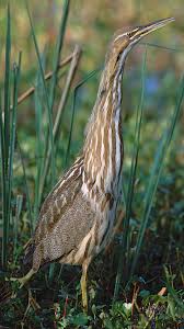 Image result for Burttia prunoides