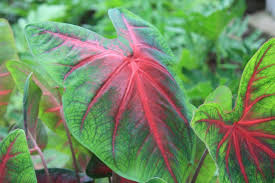 Maybe you would like to learn more about one of these? Top 10 Shade Plants For North Houston Kingwood Garden Center Shade Plants Plants Garden Center