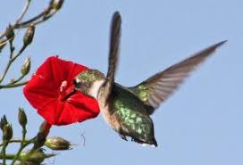 Plants prefer a rich, well draining soils to fuel their fast, season long growth. Cardinal Climber Ipomoea Sloteri Wisconsin Horticulture