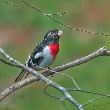 Autumn, a season of migration, presents delightful opportunities to see birds that. Juvenile Rose Breasted Grosbeak South Carolina Photograph By Bellesouth Studio