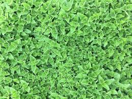 Check spelling or type a new query. Edible Ground Cover Plants To Foodscape Your Yard Gardensall