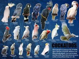 Different Types Of Cockatoos I Would Love To Have A Goffin Pet Birds Parrots Pet Birds Bird Aviary