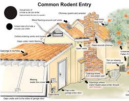 Seal all entry holes present and make sure you apply concrete at the baseboards of the wall to prevent rats from burrowing into the home. How To Remove Crafty Rats In The Walls Identification And Treatment