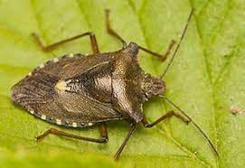 See more ideas about pests, house, nautical landscaping. Pest Library Common Pests Of Long Island Nyc Fairfield County Ct
